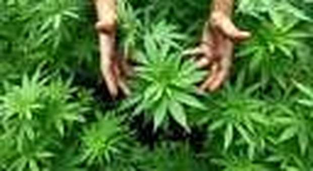 Teramo, piante di tre metri nella giungla di marijuana: due arresti