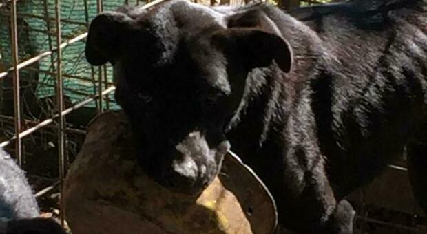 Giffoni Valle Piana: maltrattamento animali, sequestrati nove cani e denunciato l’autore