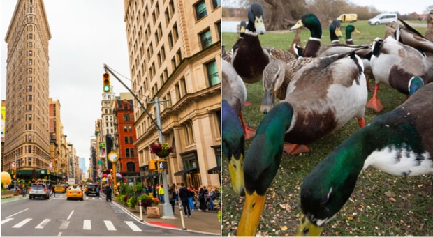 Influenza aviaria, allerta a New York. Appello ai cittadini: «Non toccate i volatili o animali malati»