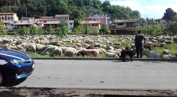 Pecore, asini e cani imbrattano chilometri di strada: multato il pastore