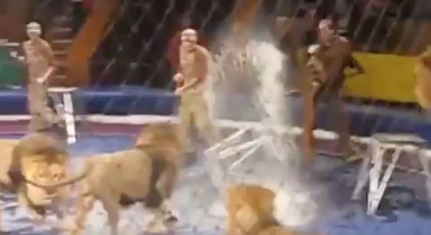 Un leone attacca l'addestratore durante l'esibizione al circo