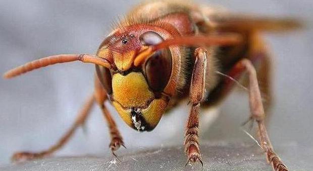 Allerta vespe e calabroni nelle case Decine di richieste di aiuto: «Un flagello»
