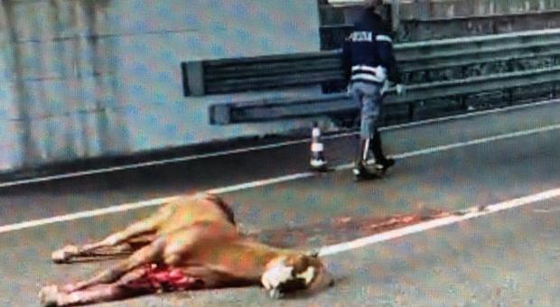 Cavallo fugge contromano in autostrada Napoli-Salerno, impatto fatale contro un camion