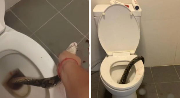 Thailandia: serpente esce dal wc e gli morde il testicolo