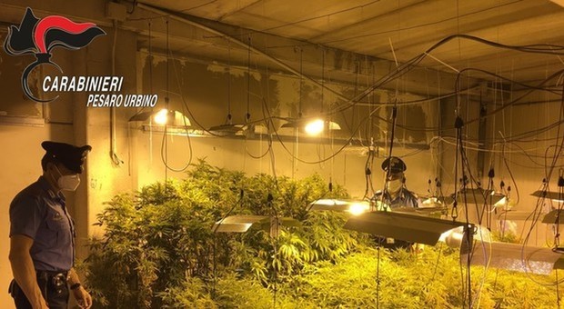 Pesaro, imponente piantagione di marijuana nel capannone in disuso: l'operaio agli arresti domiciliari