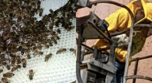 Trovate 150mila api sotto il cornicione di un set cinematografico a Roma, un giovane viene punto e finisce in ospedale