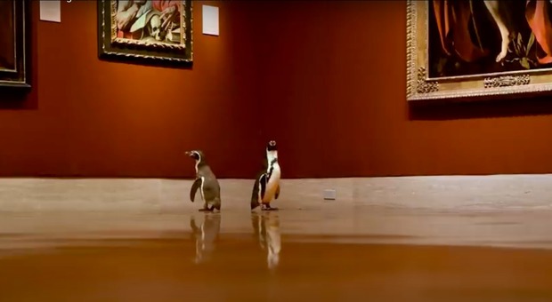 Tre pinguini in giro per il museo vuoto: «Hanno preferito Caravaggio a Monet»