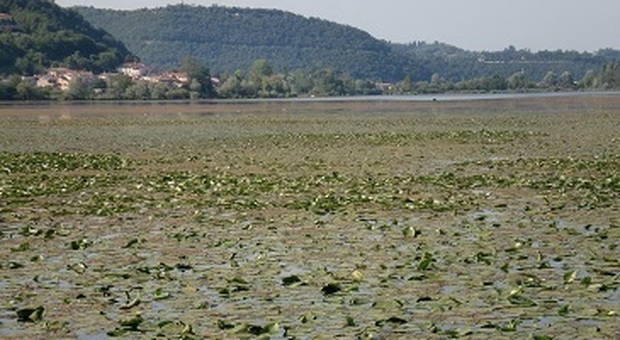Il lago di Fimon è spesso coperto di alghe e piante infestanti