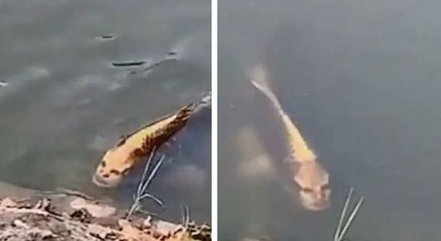 Pesce con faccia umana avvistato in un lago: il video diventa virale