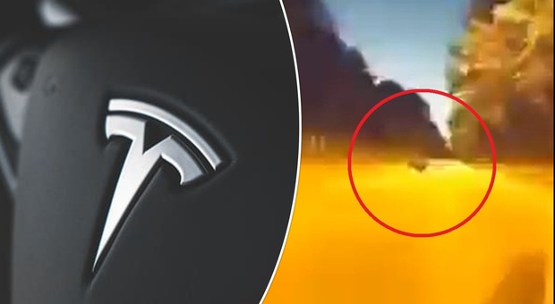 Tesla, il pilota automatico schiva un maiale in strada di notte e a gran velocità
