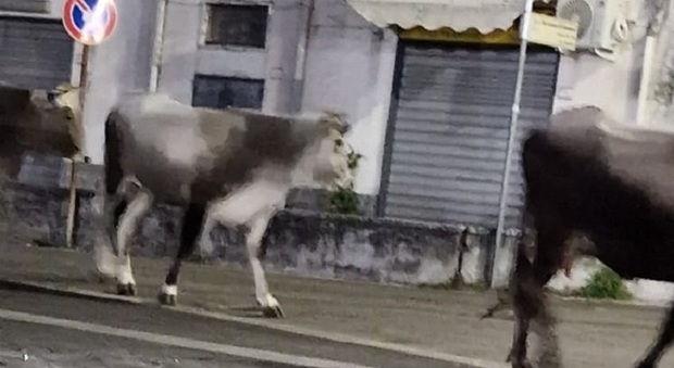 Mucche a passeggio a Cava de' Tirreni