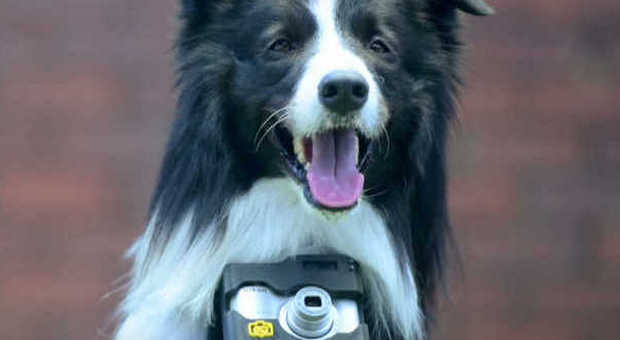 La Nikon sperimenta la fotocamera per i cani: scatta quando aumenta il battito cardiaco