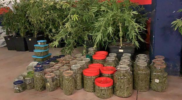 Urbino, coltivazione in casa: sequestrati 80 chili di marijuana e 113 piante