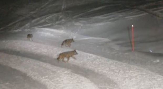 Alto Adige, lupo avvistato sulle piste da sci: è il terzo caso in pochi giorni dopo le immagini del branco