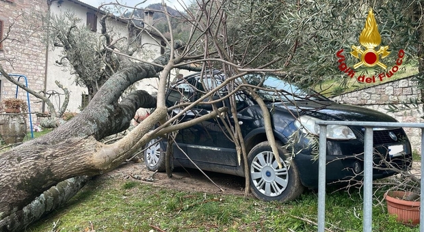 L'auto colpita da un albero caduto