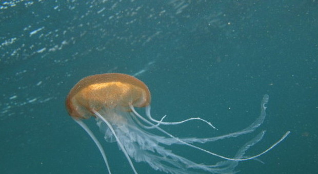Una medusa aliena mai vista prima avvistata nel Golfo di Venezia