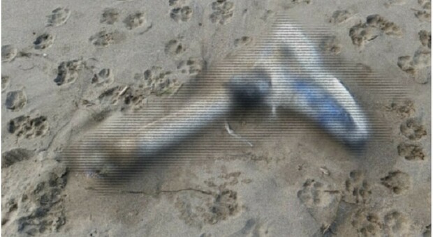Resti umani a Paestum, in spiaggia una gamba (ancora con la scarpa) trovata da un turista tedesco