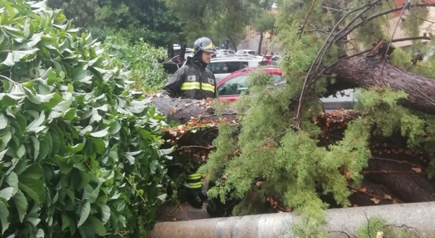 Il maltempo si abbatte sul capoluogo: un albero cade sopra diverse auto