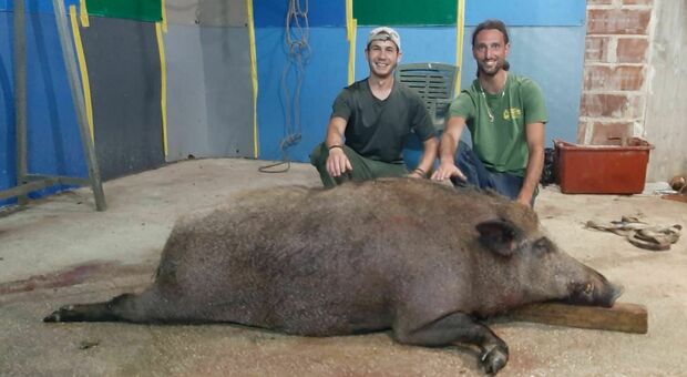 Il cinghiale gigante: «Pesa oltre 200 chili, è il più grande di sempre»