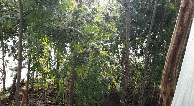 Ecco cosa si può scoprire facendo un'escursione nel bosco: una piantagione di droga
