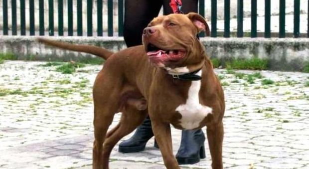 Pitbull guardiani della droga: usavano i cani per difendere lo spaccio, banda di magrebini in manette