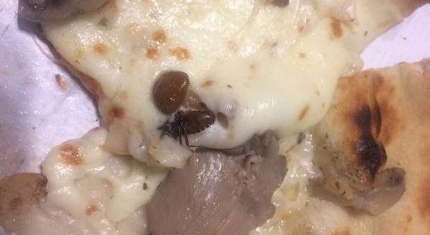Una pizza d'asporto "speciale": mozzarella, funghi e scarafaggio