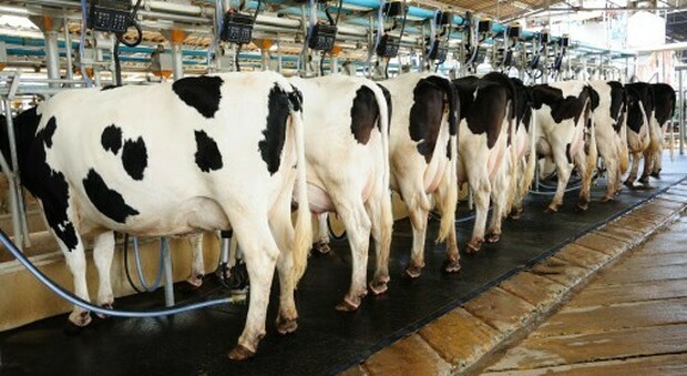 Voilà il latte vegano, prodotto senza le mucche per salvare il pianeta dalle emissioni Co2