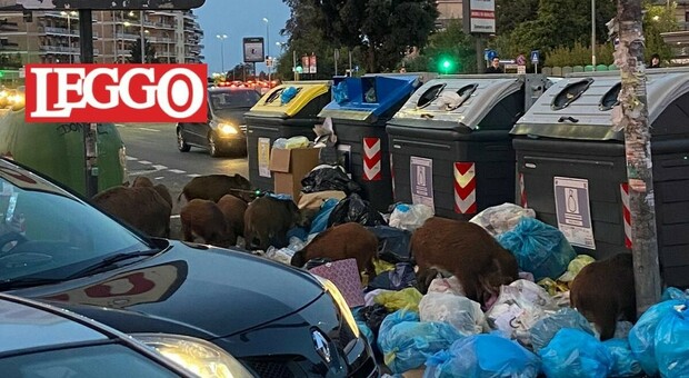Roma, venti cinghiali assediano l'uscita del Gemelli: «Rovistavano tra i rifiuti». Passanti sconvolti LA FOTO