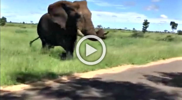 L'elefante che ha terrorizzato i visitatori