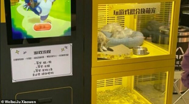 I cuccioli nella game machine al centro commerciale cinese denunciati dalla modella Ju Xiaowen