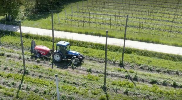 Nel regno del vino, un giovane agricoltore scommette sul luppolo grazie ai fondi europei