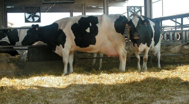 Corre il prezzo del latte: fino a 2 euro al litro, ma le stalle rischiano di chiudere