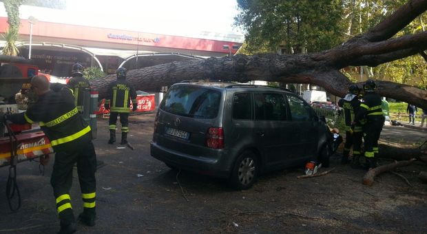 Roma, pino cade davanti a Carrefour: distrutte 4 auto, paura tra i passanti