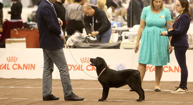 In Fiera l'esposizione internazionale canina "gemellata" con Belluno