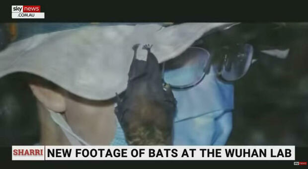 Covid, il video prova che nell'istituto di virologia di Wuhan c'erano pipistrelli vivi. L'Oms aveva negato