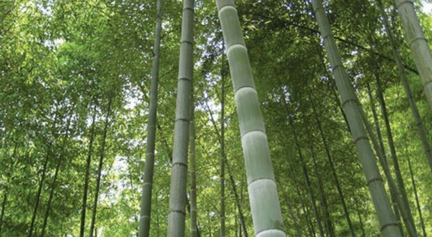 Clima, apre la prima "Banca ossigeno": bambù per compensare emissioni di CO2