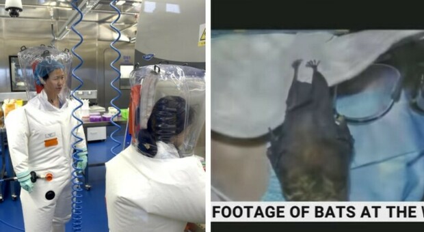 Covid, ipotesi presenza di pipistrelli nell'istituto di Wuhan: il video di SkyNews