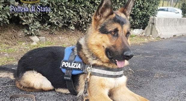 Roma, da trovatello abbandonato a "cane poliziotto": la nuova vita di Ares