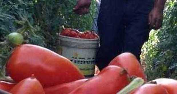 Commissione europea: pomodoro San Marzano non è prerogativa dei produttori italiani. È bufera