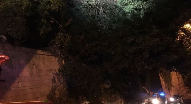 Sala Abbagnano, cade un ramo da un pino secolare Paura e caos, nessun ferito