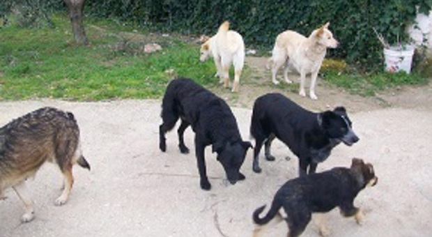 Donna abita con 20 cani in casa, il Comune: "Sono troppi, deve scendere a 10"