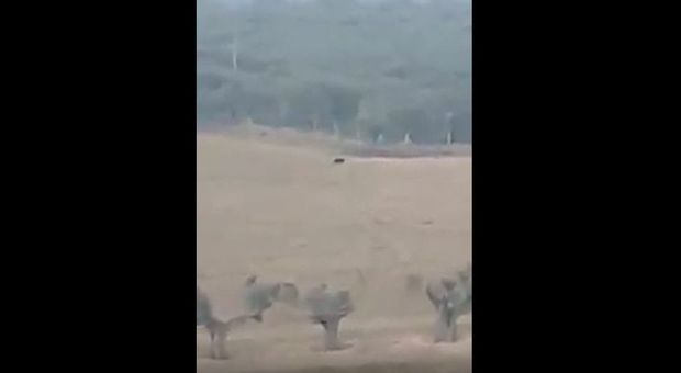 Caccia alla pantera nelle campagne di Puglia: l'area sorvolata dai droni