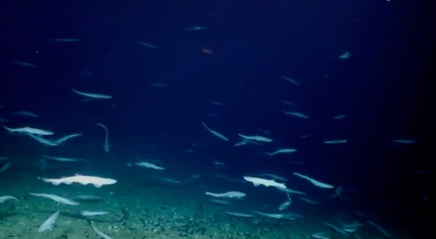 Scoperto un vivaio di squali a largo dell'Irlanda: «Un rifugio per le uova e i piccoli»