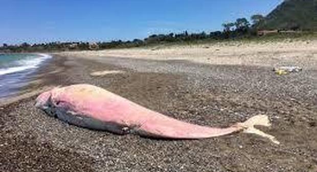 Capodoglio morto sulla spiaggia: trovata molta plastica nello stomaco