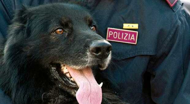 Spaccio di droga a Nola, il cane poliziotto Agrid fiuta hashish in un negozio