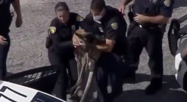 Un canguro per le strade della Florida: i poliziotti lo accerchiano e lo «arrestano» VIDEO