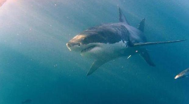 Australia, surfista attaccato da uno squalo lo prende a pugni e si salva