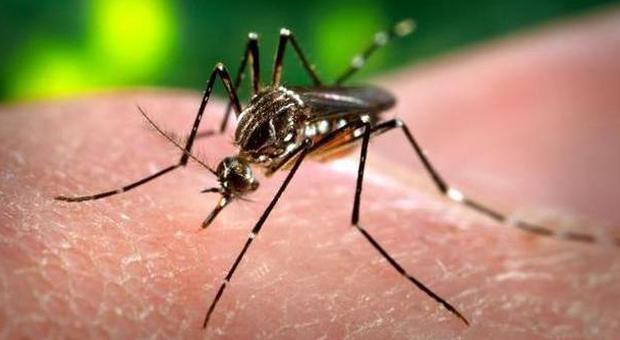 A Nordest la febbre di Dengue: la trasmettono le zanzare, è mortale