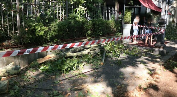 Roma, alberi malati e poco curati: ora 60mila a rischio crollo. Dipartimento ambiente: «Il 20% dei fusti sono pericolanti»