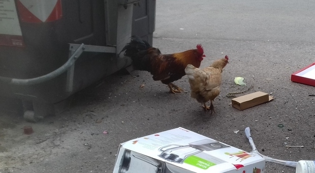 Strade invase dai rifiuti a Roma, tra i cassonetti ecco le galline
